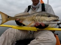 30" Redfish